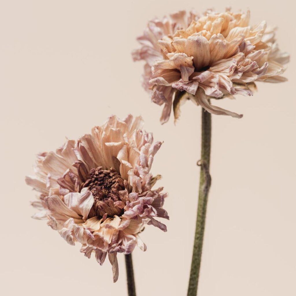 skin kasia skin wellness